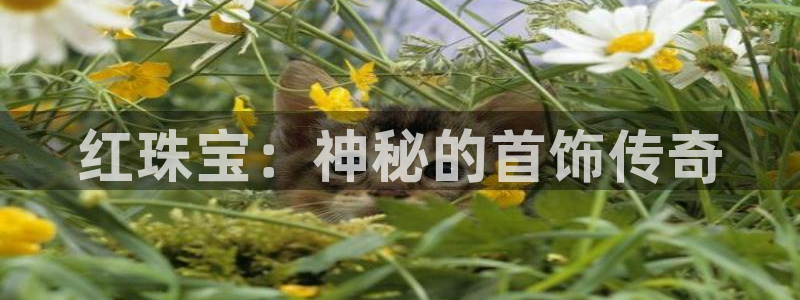 天宏娱乐张叔